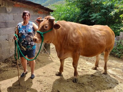 Vaca Gallega – Buey Gallego