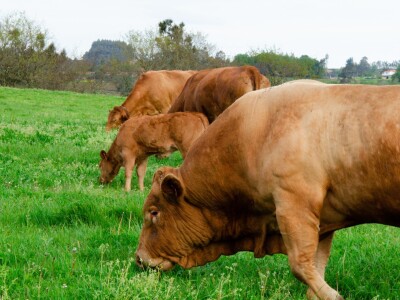 Vaca Gallega – Buey Gallego