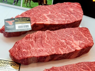 Vaca Gallega – Buey Gallego