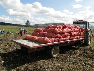 Vađenje krompira Vađenje krompira