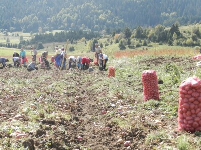 Vađenje krompira Vađenje krompira
