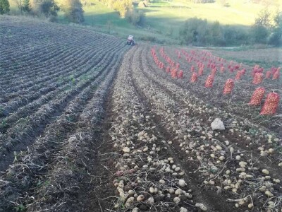 Vađenje krompira Vađenje krompira