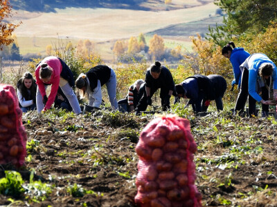 Vađenje krompira na visoravni Borike Vađenje krompira na visoravni Borike