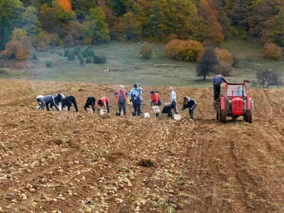 Vađenje krompira na visoravni Borike
