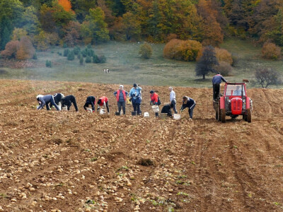 Vađenje krompira na visoravni Borike Vađenje krompira na visoravni Borike