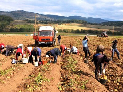 Vađenje krompira u Borikama