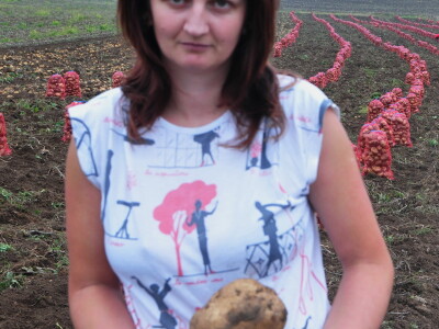 Vađenje krompira u Borikama