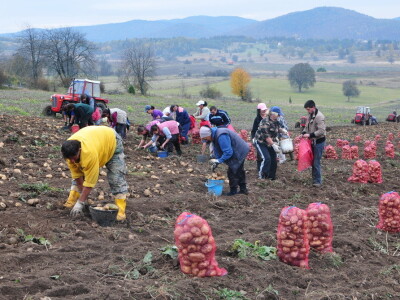 Vađenje krompira u Borikama