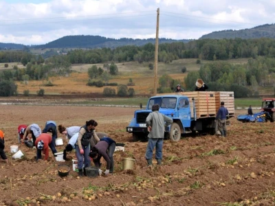 Vađenje krompira u Borikama