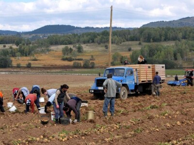 Vađenje krompira u Borikama