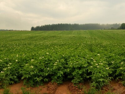 Vađenje krompira u Borikama