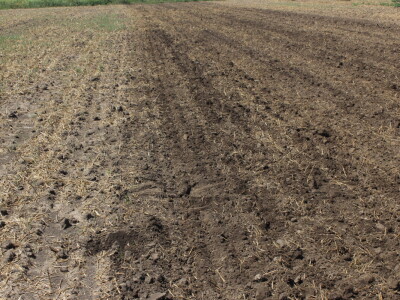 Väderstad Dan Polja 2024