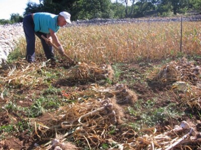 Vađenje eko-češnjaka u dalmatinskom kršu - motikom