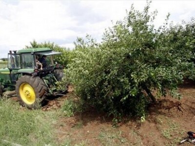 Vađenje stabala višnje maraske u zadarskom zaleđu