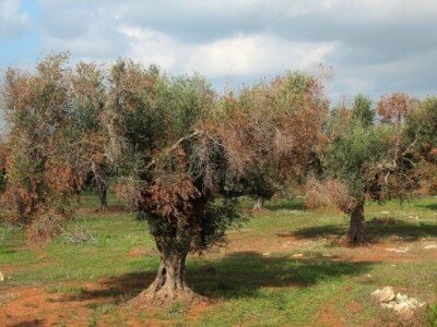 Xylella fastidiosa - ubojica maslina