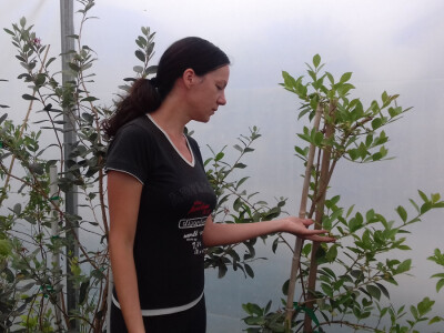 Valentina u plasteniku s egzotičnim voćem