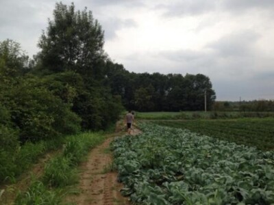 Dio uzgoja na otvorenom