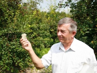 Tlo je kao stvoreno za uzgoj višnje