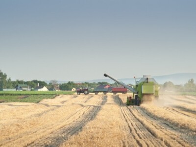 Žetva pšenice