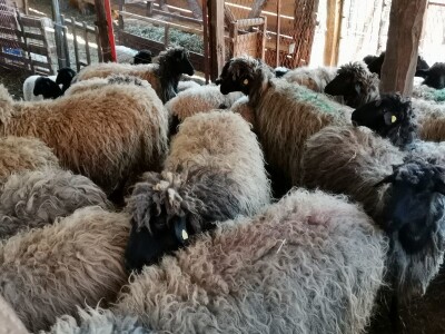 Važno je očuvanje autohtonih rasa