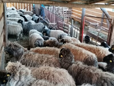 Važno je očuvanje autohtonih rasa