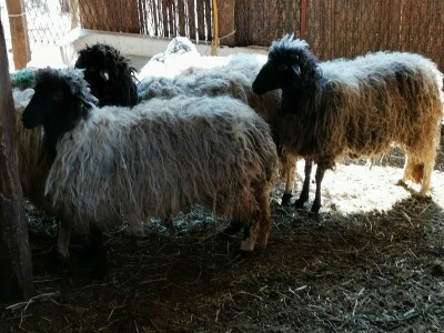 Važno je očuvanje autohtonih rasa