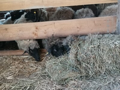 Važno je očuvanje autohtonih rasa