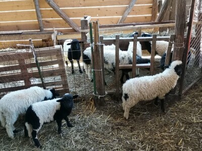 Važno je očuvanje autohtonih rasa