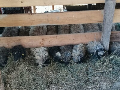 Važno je očuvanje autohtonih rasa