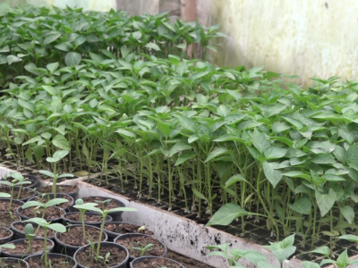 Već deceniju proizvodi rasadu: Idealno vrijeme za sadnju u plastenike