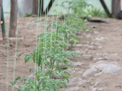 Već deceniju proizvodi rasadu: Idealno vrijeme za sadnju u plastenike