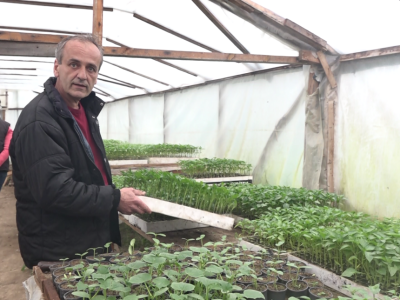Već deceniju proizvodi rasadu: Idealno vrijeme za sadnju u plastenike