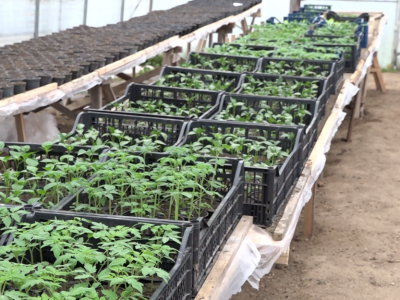 Već deceniju proizvodi rasadu: Idealno vrijeme za sadnju u plastenike