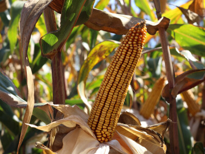 Već deveto priznanje "Zlatno sjeme" za Pajdaša!