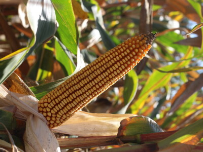 Već deveto priznanje "Zlatno sjeme" za Pajdaša!