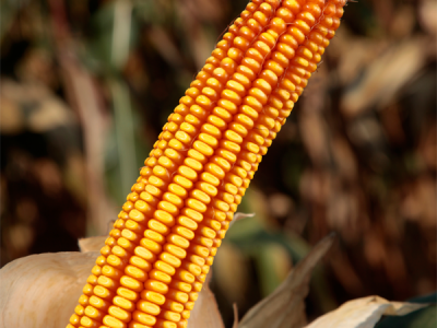 Već deveto priznanje "Zlatno sjeme" za Pajdaša!