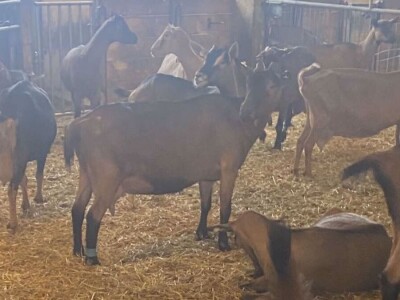 Veća ulaganja u poljoprivredu