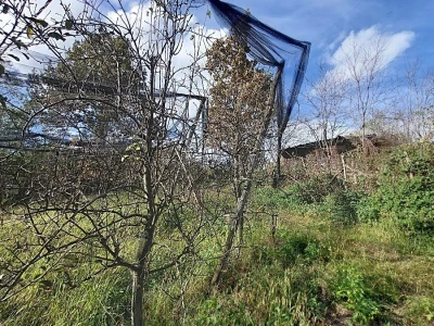 Vegetacija voća