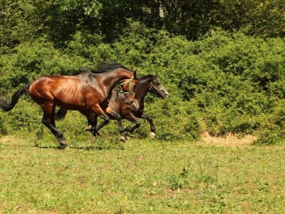 Vegium d.o.o. Karlobag