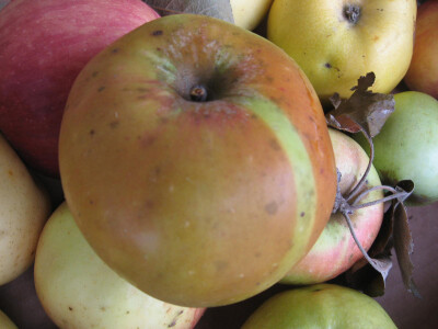 Stare sorte otpornije na bolesti