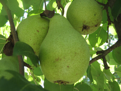 Veić traži i stare sorte krušaka