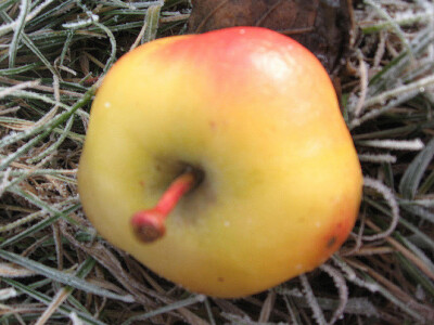 Plod adamove zvijezde