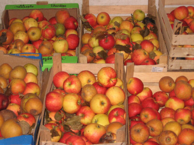 Neke sorte mogu se dugo čuvati u običnim skladištima