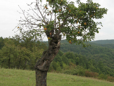 Staro stablo koje izumire