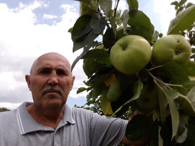 Stara sorta krupnih plodova