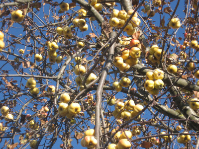 Kasna sorta adamova zvijezda