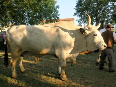 Smotra istarskih volova