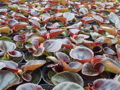 Velika potražnja za hrizantemama iz prijedorskih Rasavaca