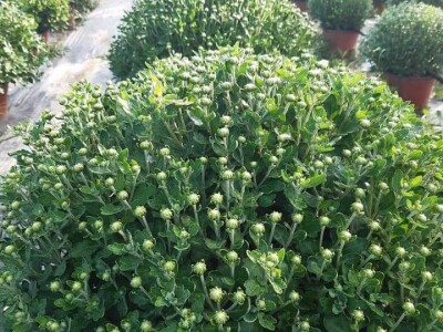 Velika potražnja za hrizantemama iz prijedorskih Rasavaca