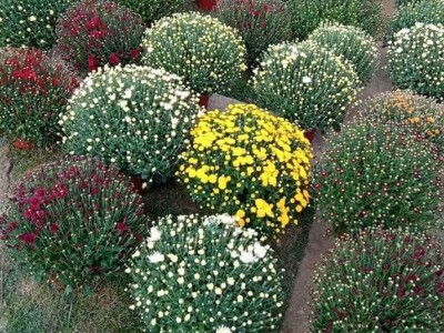 Velika potražnja za hrizantemama iz prijedorskih Rasavaca